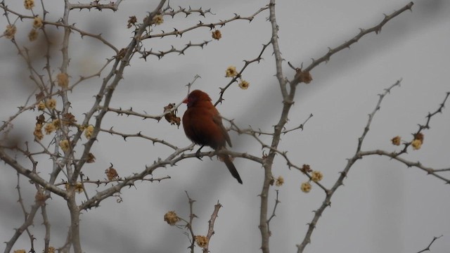 Violet-eared Waxbill - ML608879243