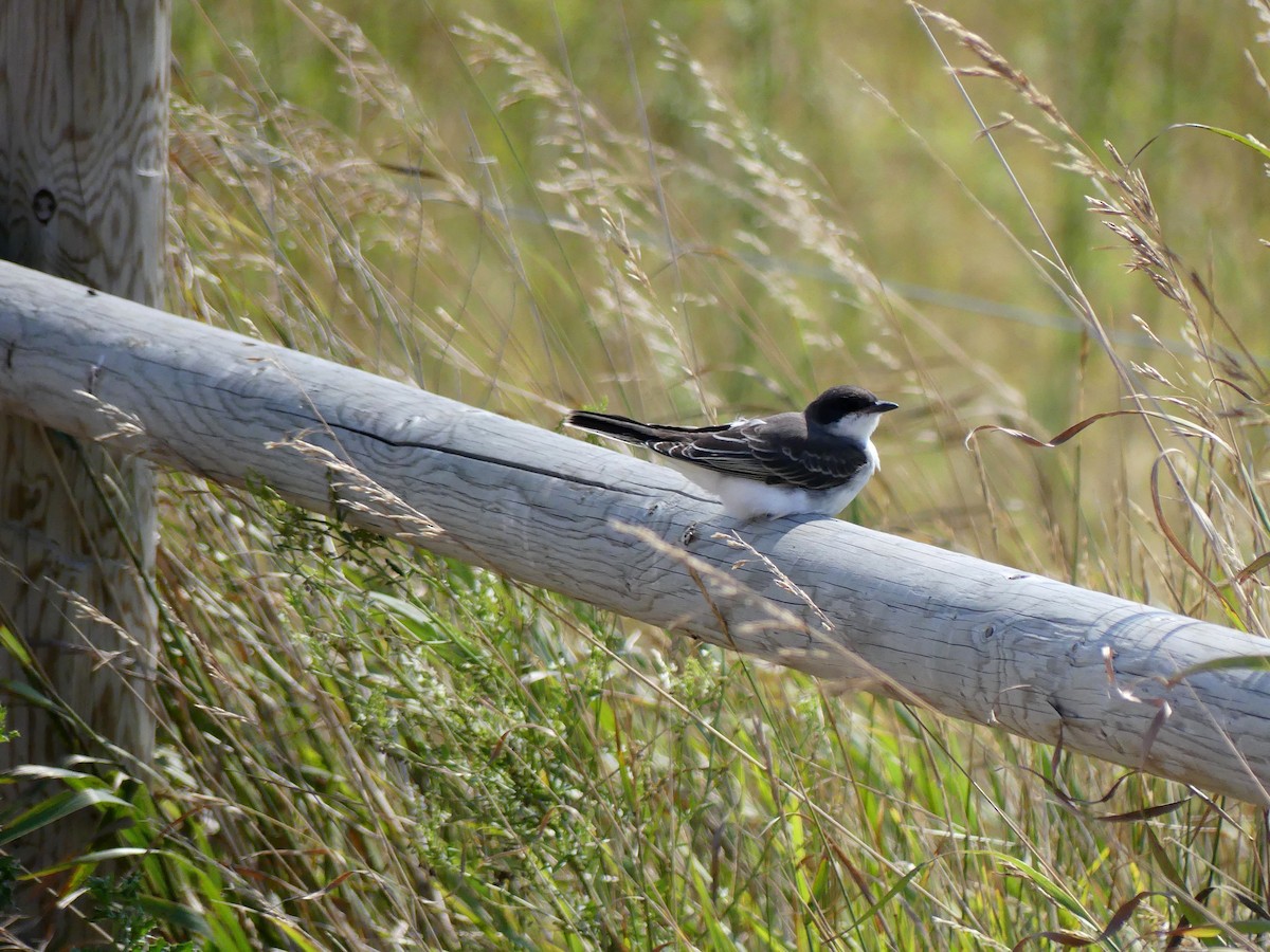 Eastern Kingbird - ML608879300