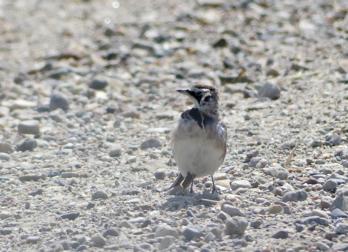 Horned Lark - ML608879303