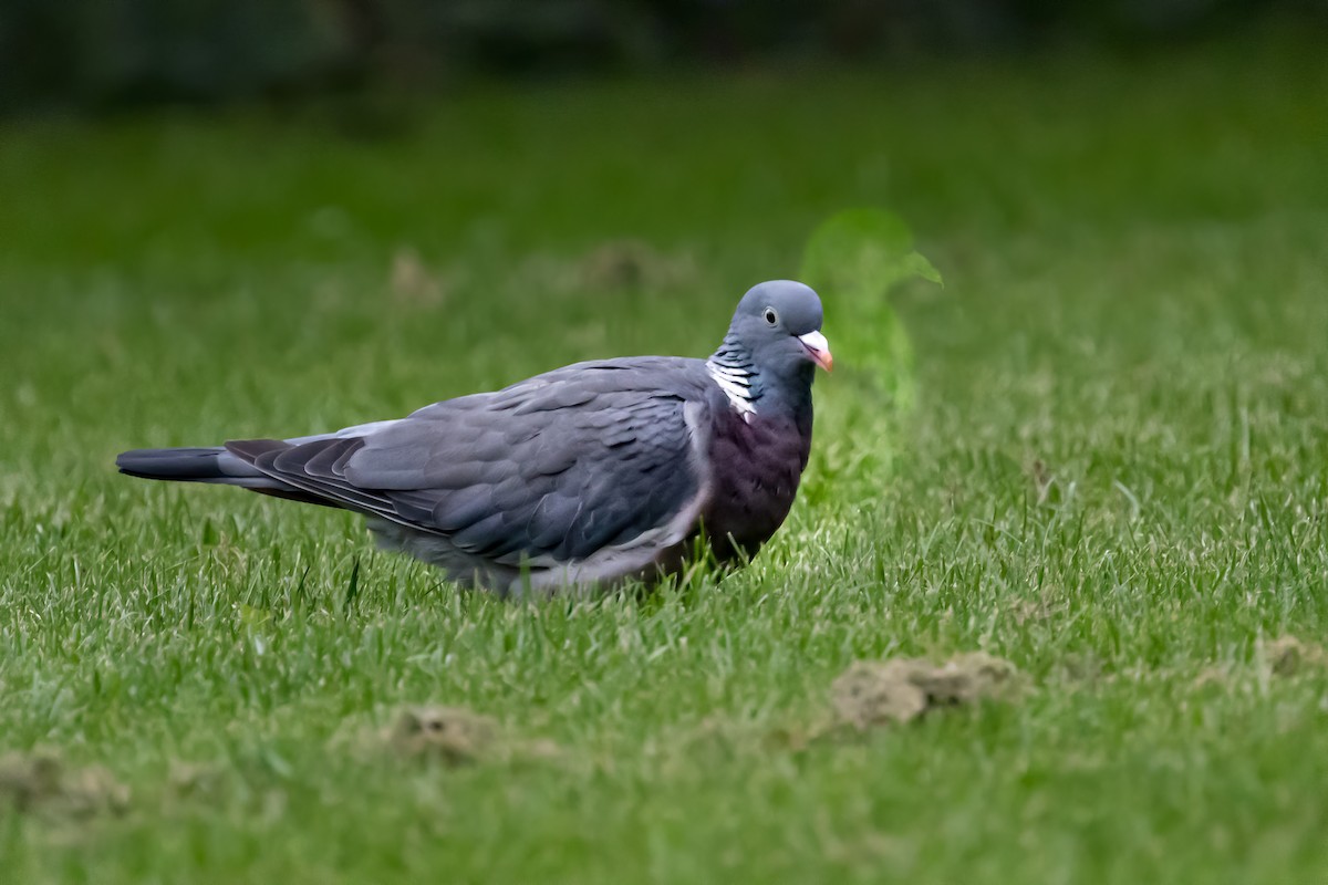 Common Wood-Pigeon (White-necked) - Raymond  Dan
