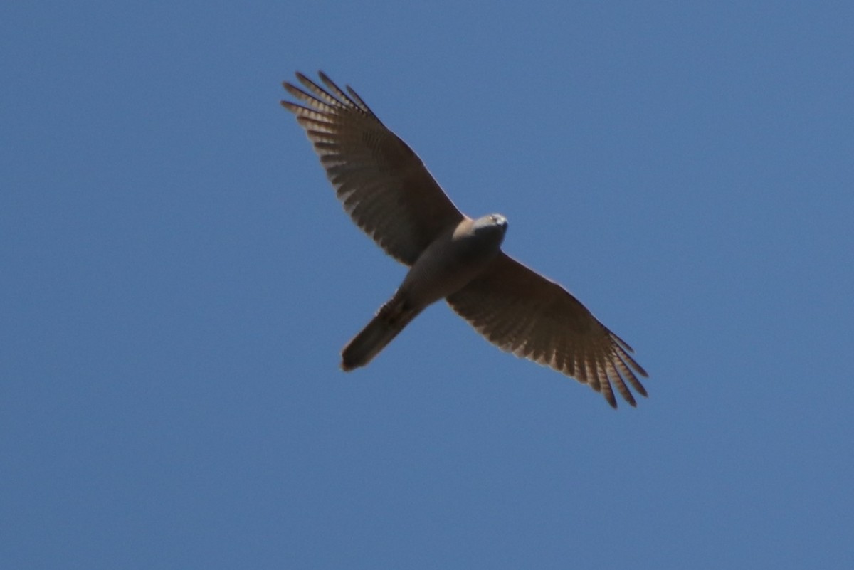 Brown Goshawk - ML608879399