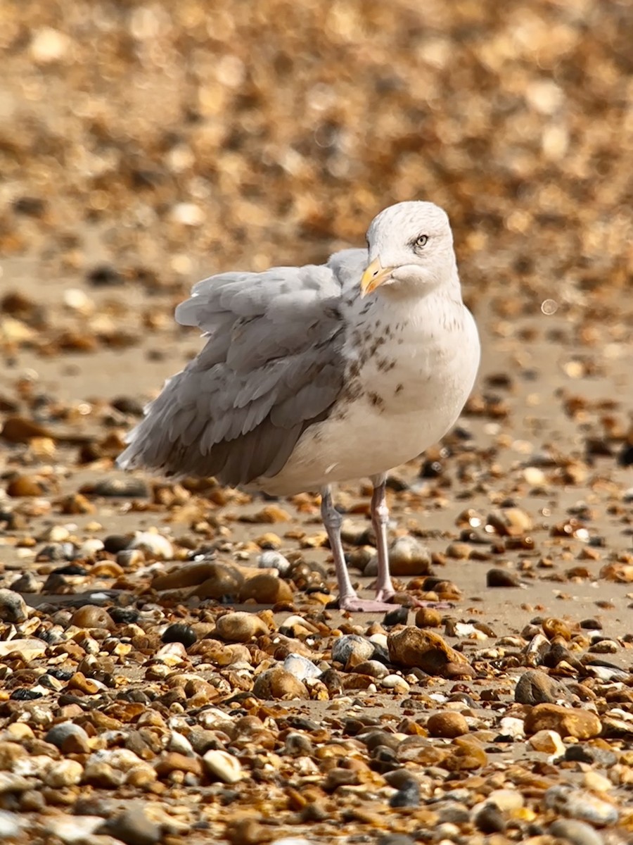 Herring Gull - Detlef Buettner