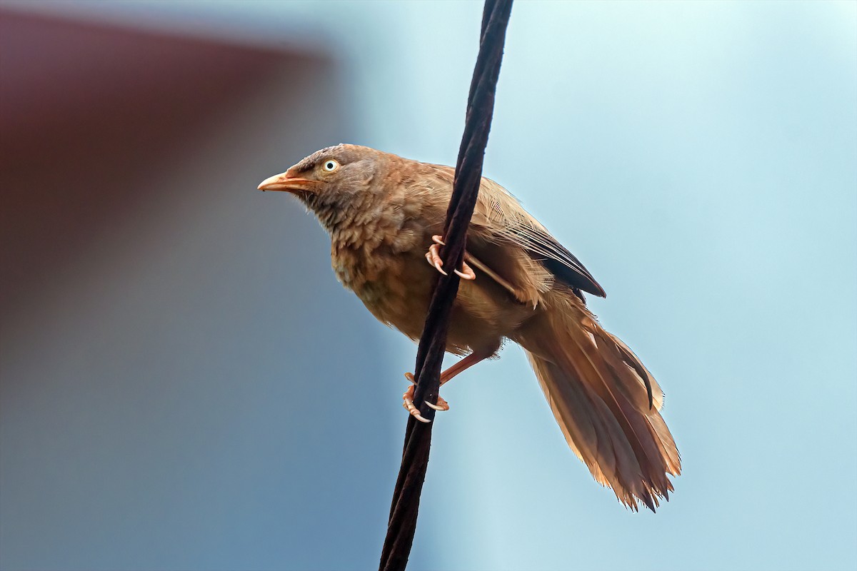 Jungle Babbler (Black-winged) - Rajkumar Das