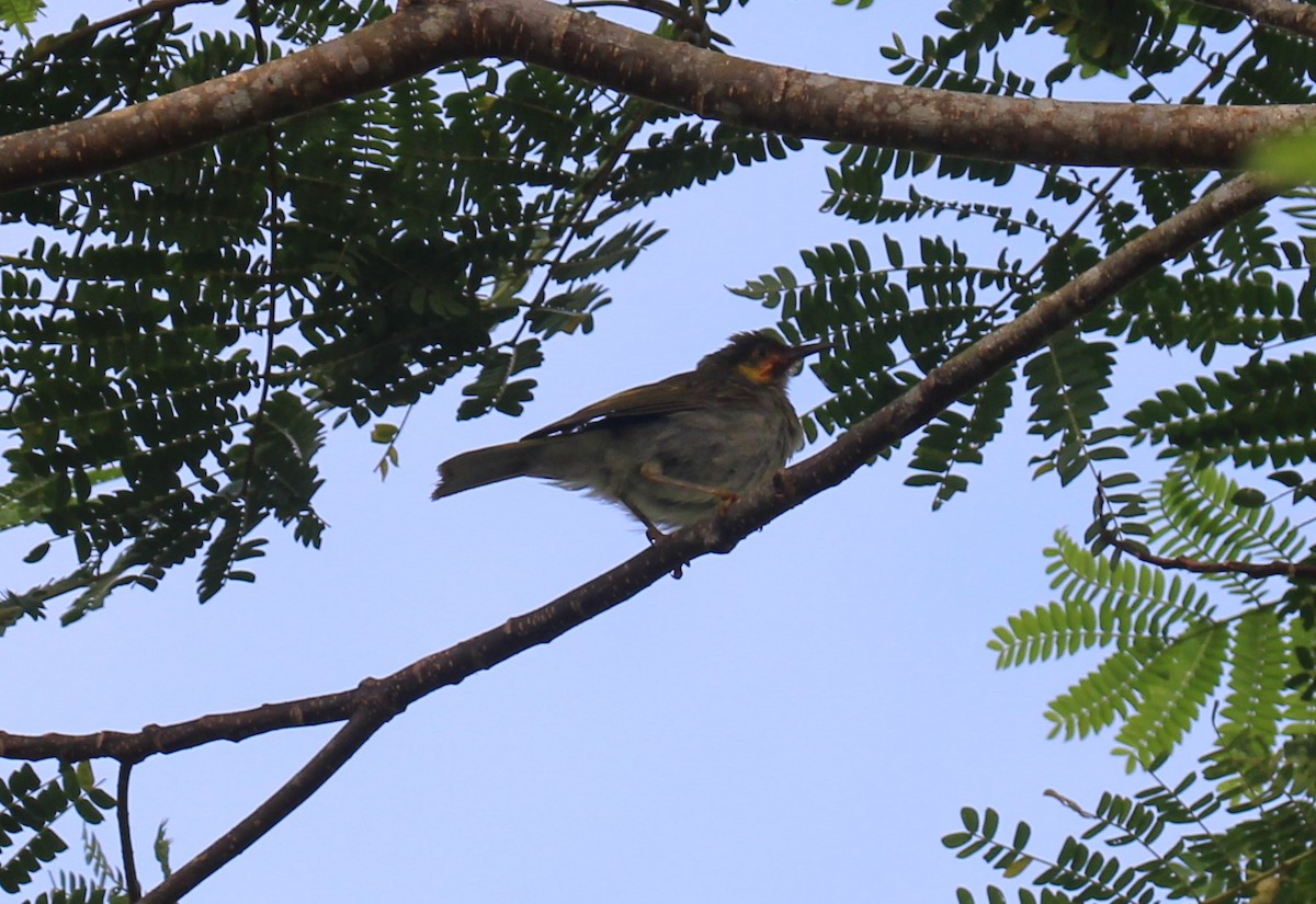 Eastern Wattled-Honeyeater - ML608879513