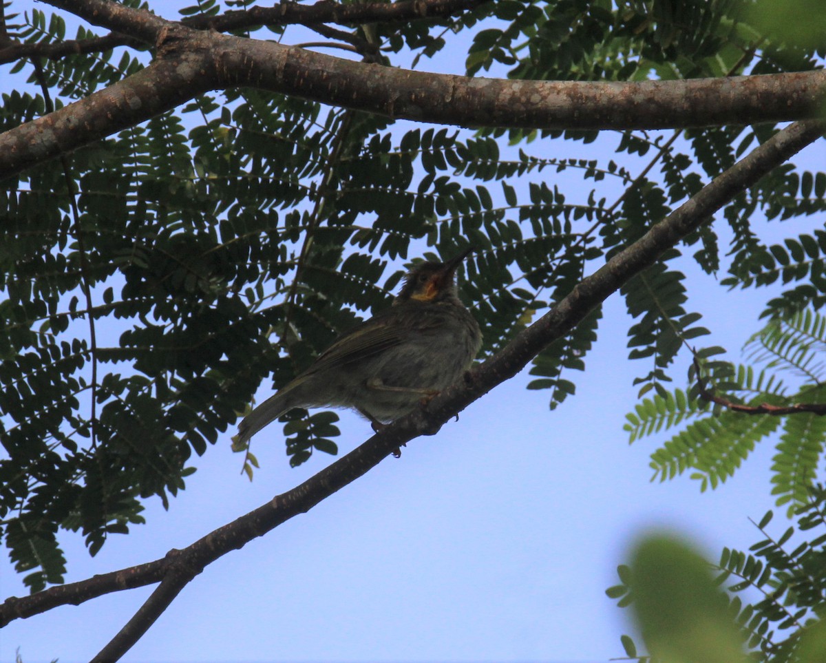 Eastern Wattled-Honeyeater - ML608879514