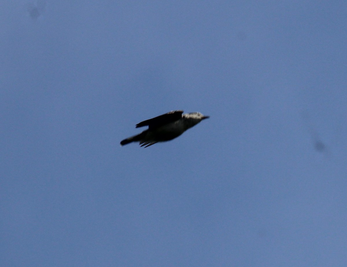 Polynesian Triller - ML608879528