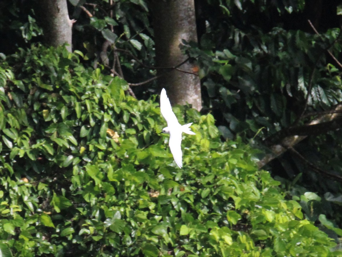 Blue-billed White-Tern - ML608879530