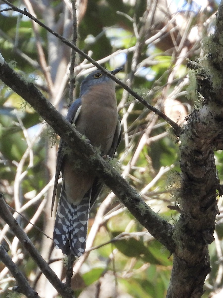 Fan-tailed Cuckoo - ML608879619