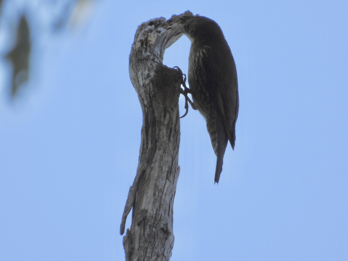 White-throated Treecreeper - ML608879627