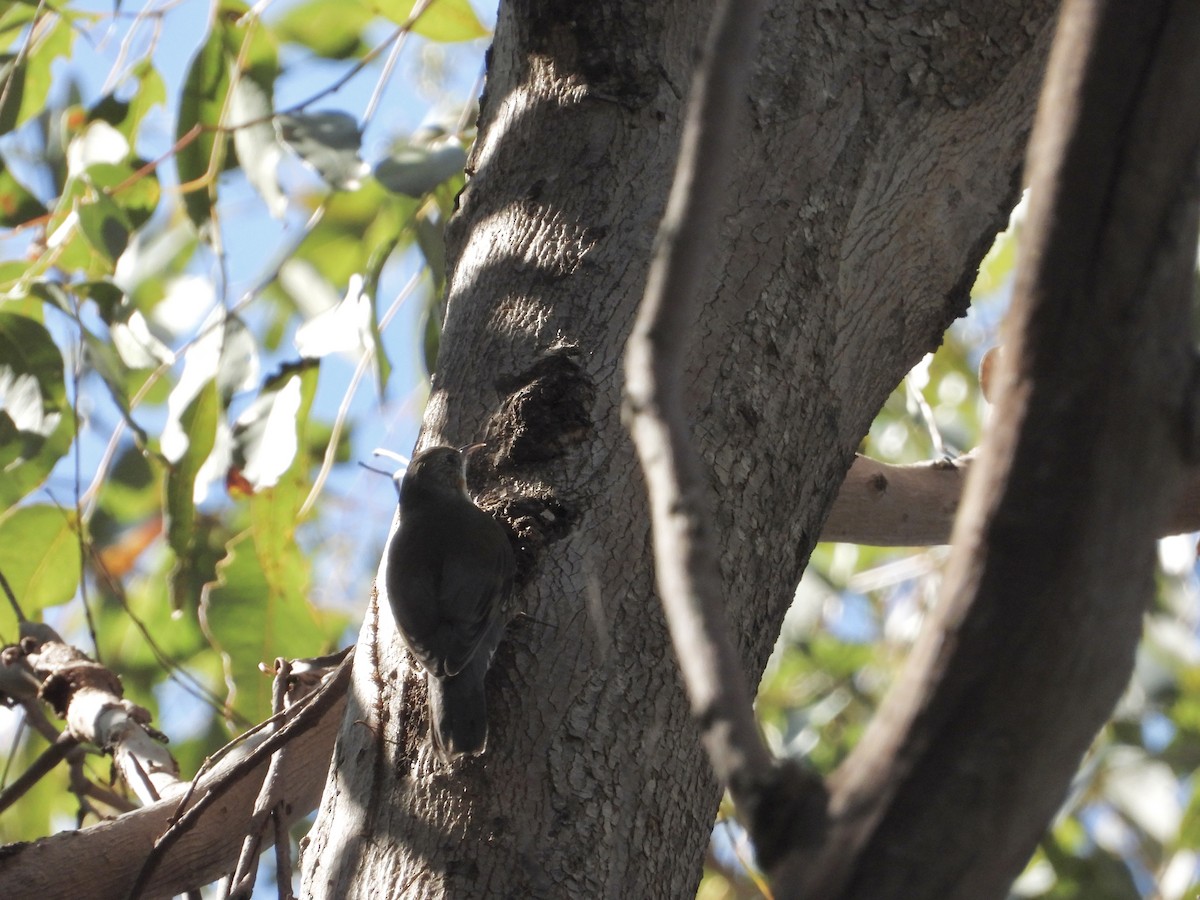 White-throated Treecreeper - ML608879630