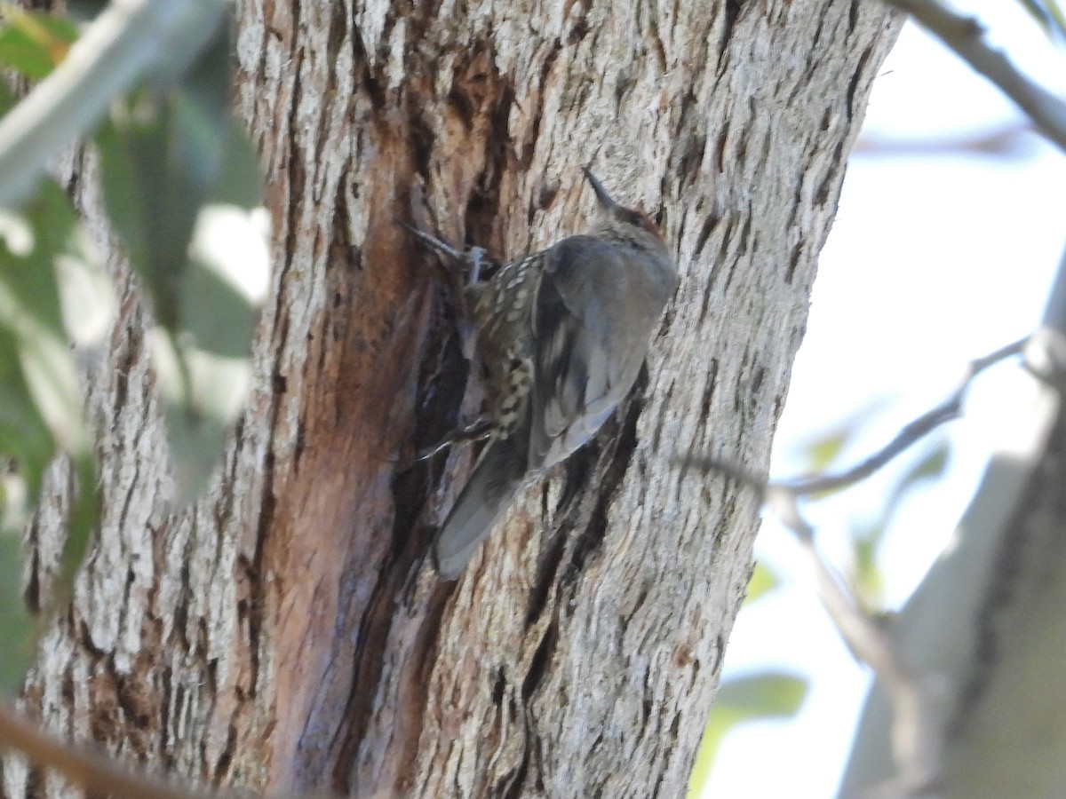 Red-browed Treecreeper - ML608879636