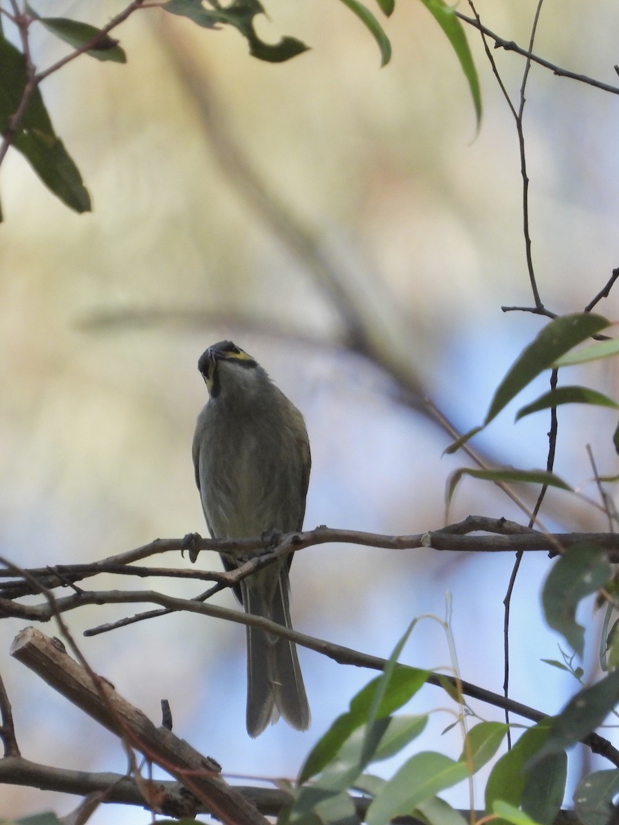 Yellow-faced Honeyeater - ML608879646