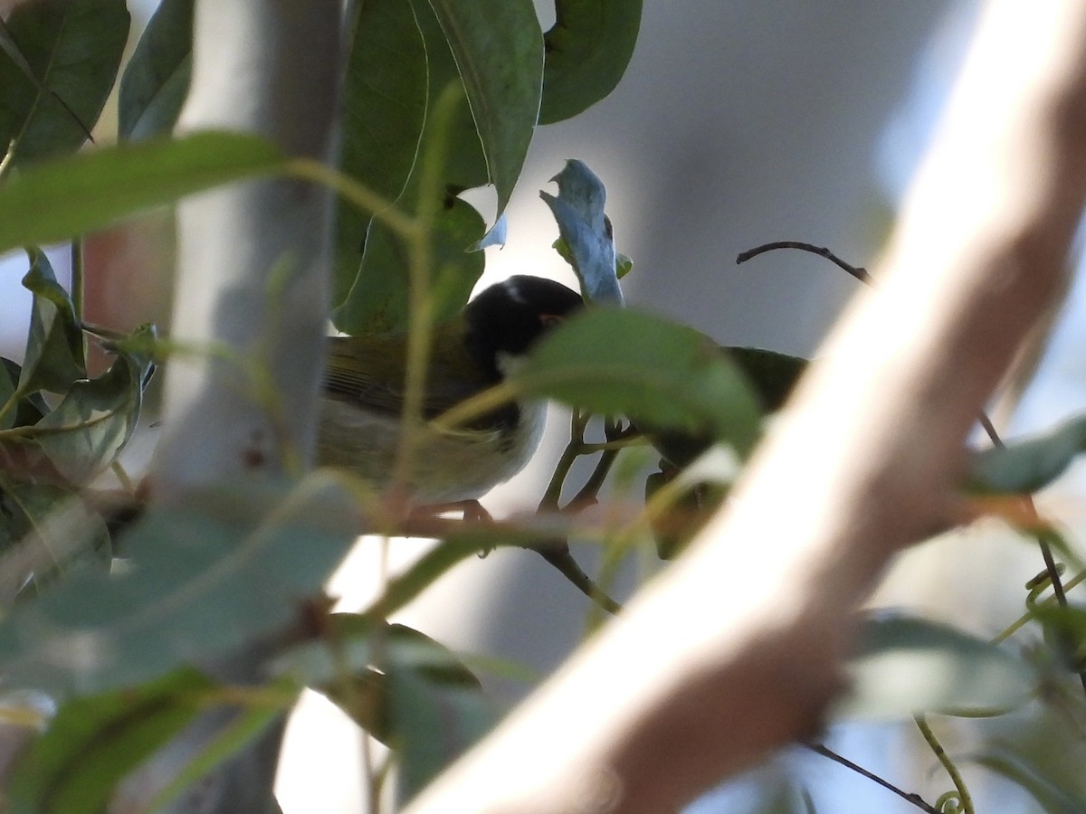 White-naped Honeyeater - ML608879650