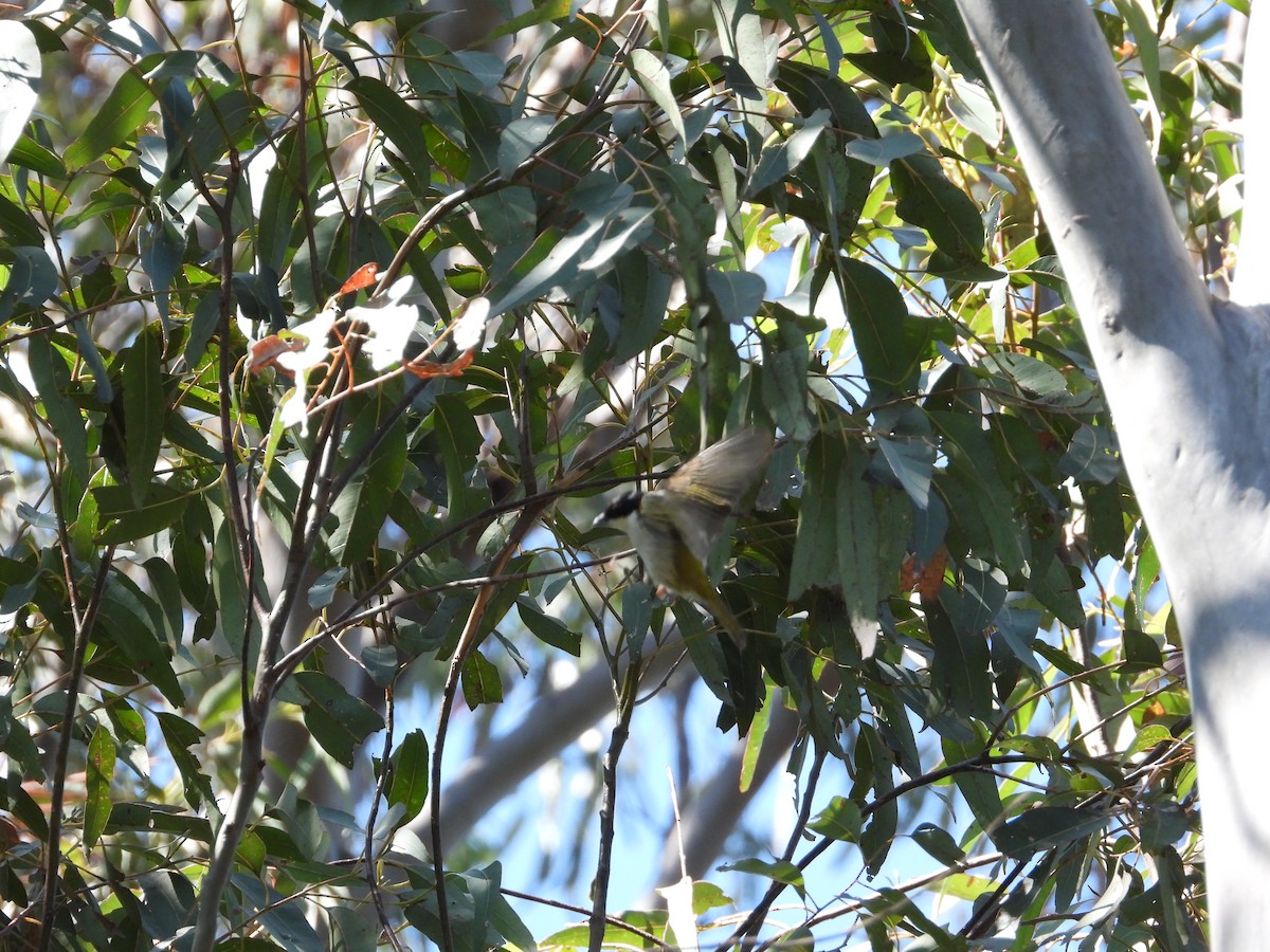 White-naped Honeyeater - Cherri and Peter Gordon