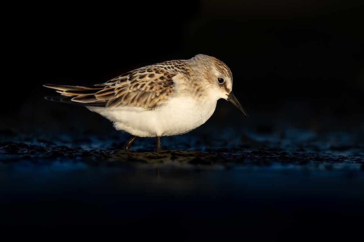 Little Stint - Lukasz Haluch