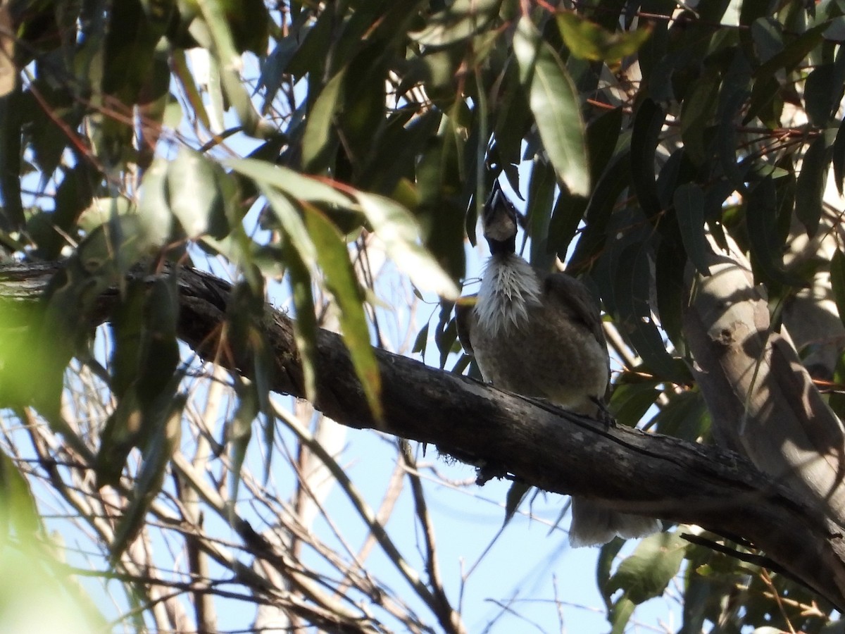 Noisy Friarbird - Cherri and Peter Gordon