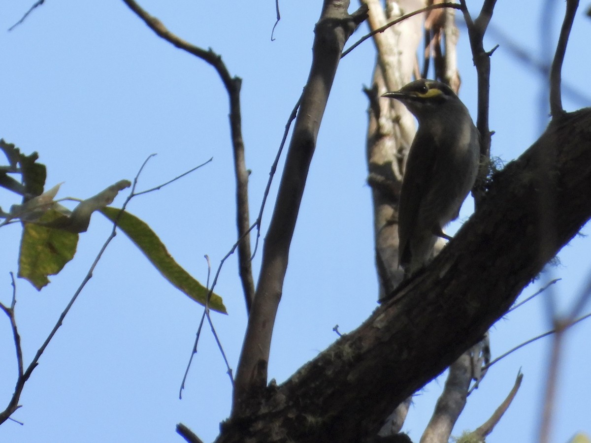 Yellow-faced Honeyeater - ML608879666