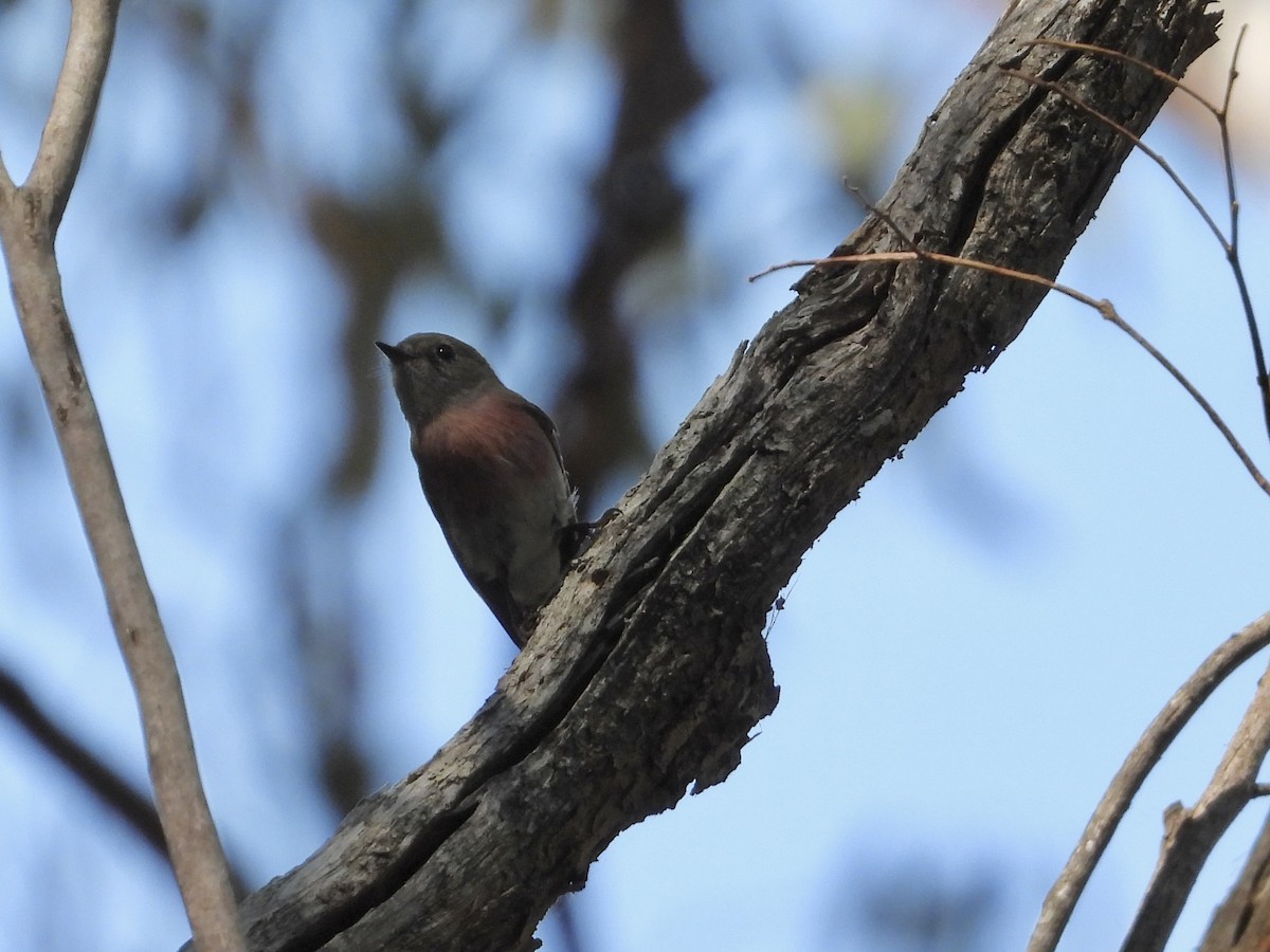 Petroica Rosada - ML608879680