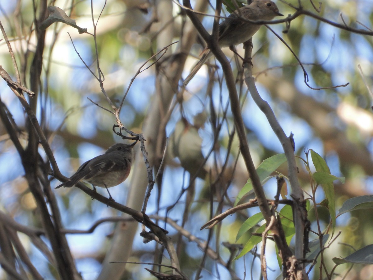 Petroica Rosada - ML608879683