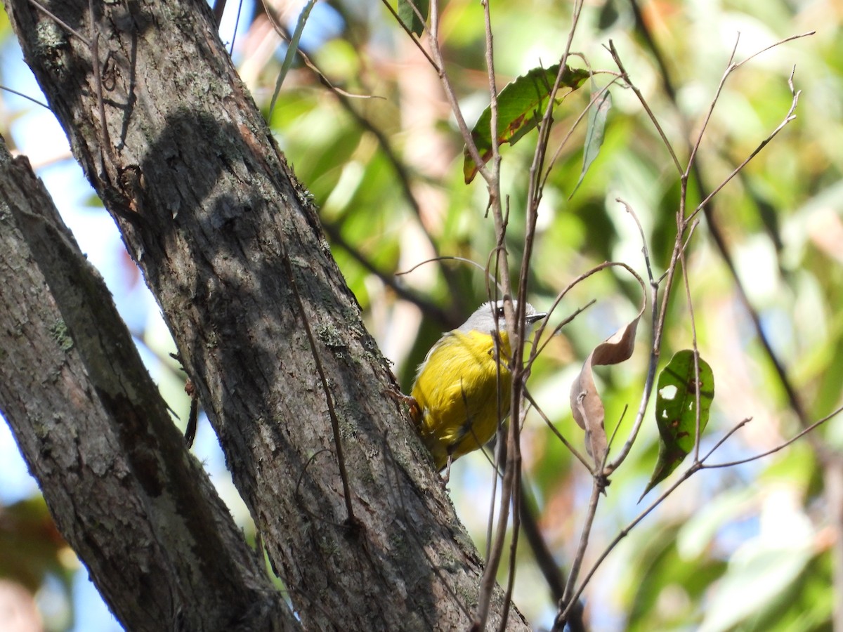 Eastern Yellow Robin - ML608879686