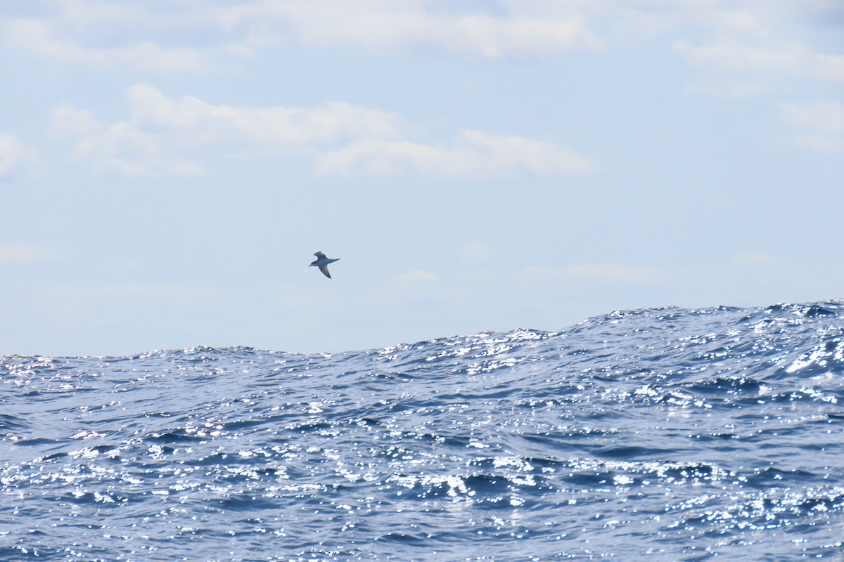 Cook's Petrel - Jemaine Mulcahy