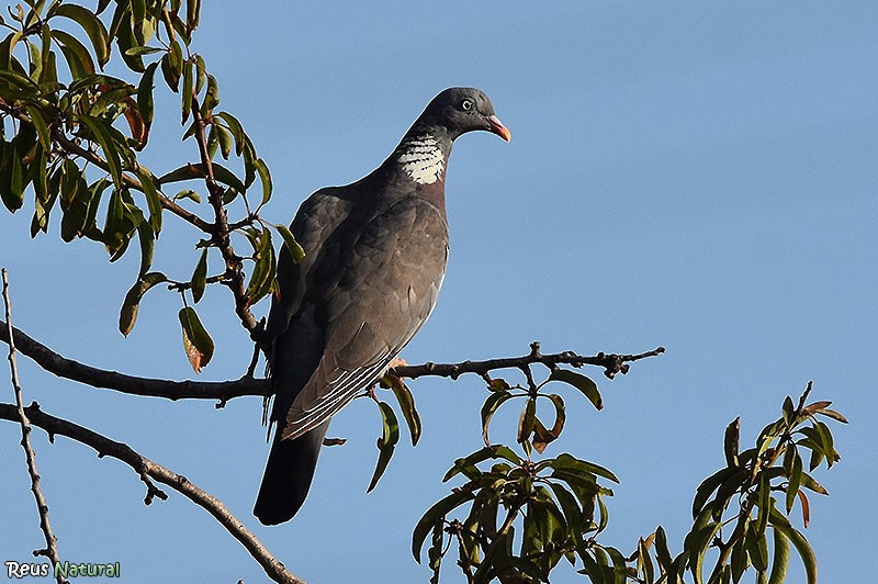 Common Wood-Pigeon - ML608880143