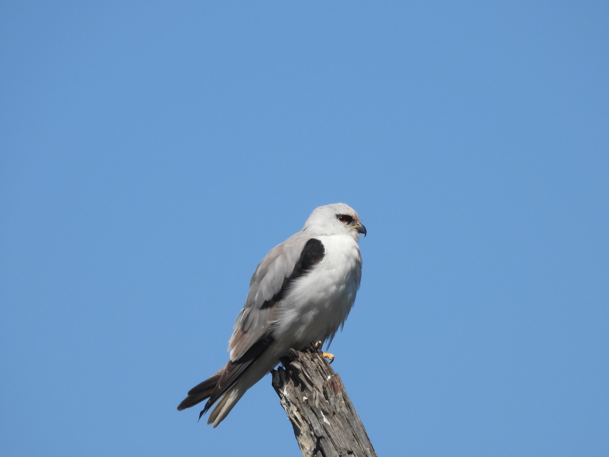 Black-shouldered Kite - Amara Bharathy