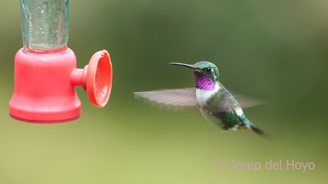 White-bellied Woodstar - ML608880497