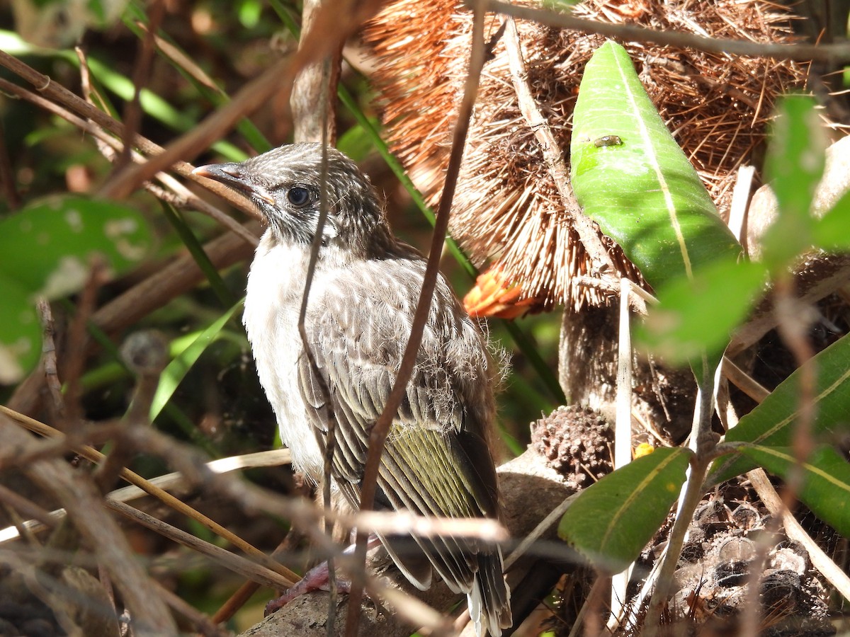 Little Wattlebird - ML608880586