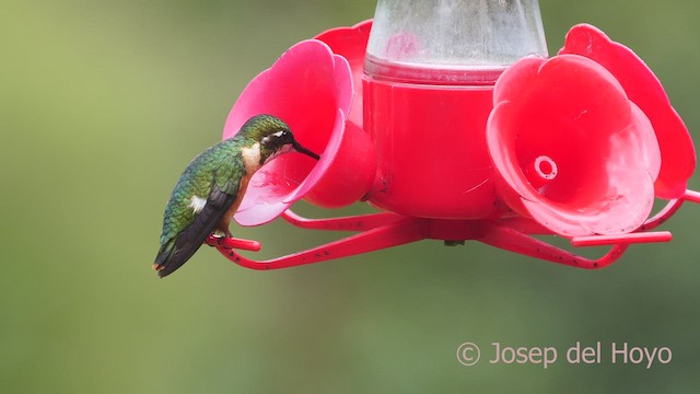 Colibrí de Mulsant - ML608880676