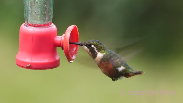 Colibrí de Mulsant - ML608880751