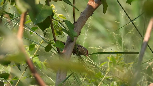 Common Waxbill - ML608880811