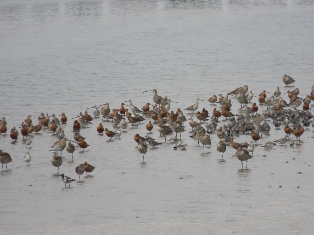 Great Knot - ML608880815