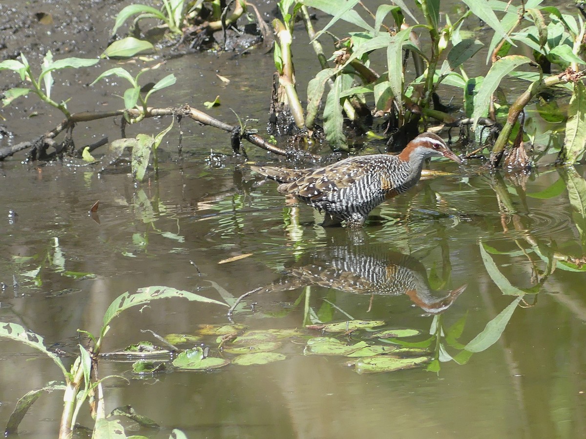 Buff-banded Rail - ML608880973