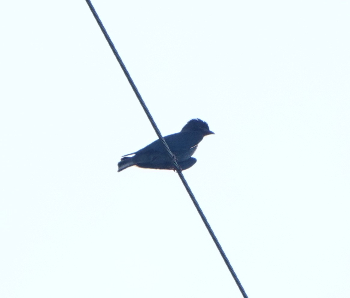 Dollarbird - ML608880977