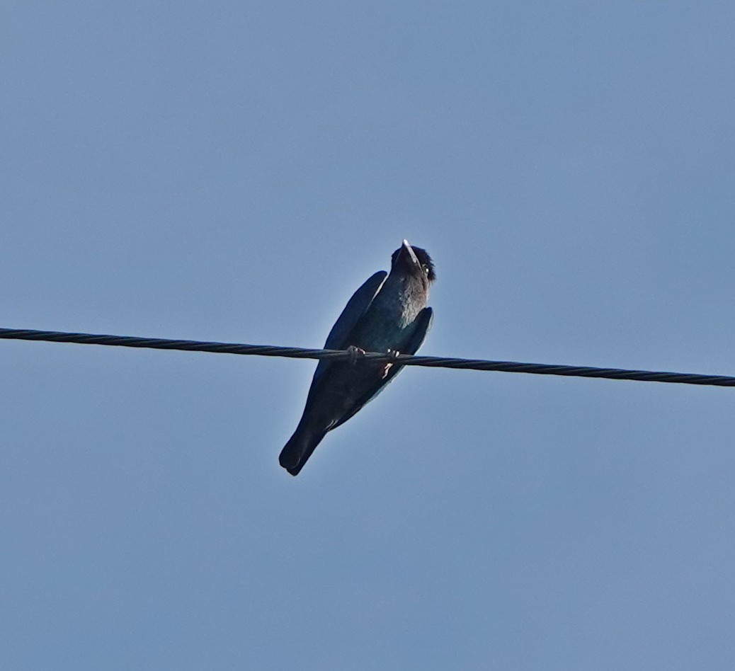 Dollarbird - ML608880978