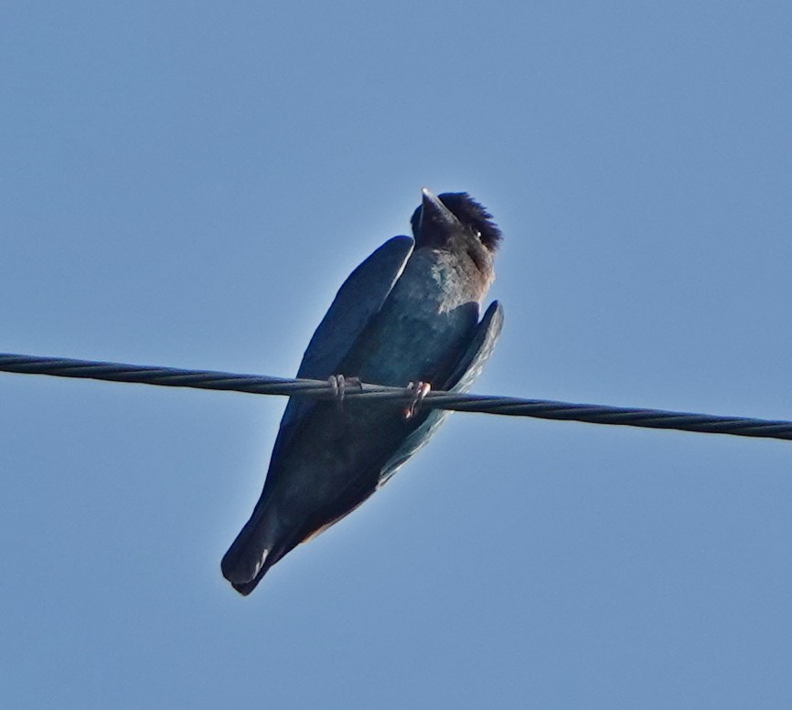 Dollarbird - ML608880979