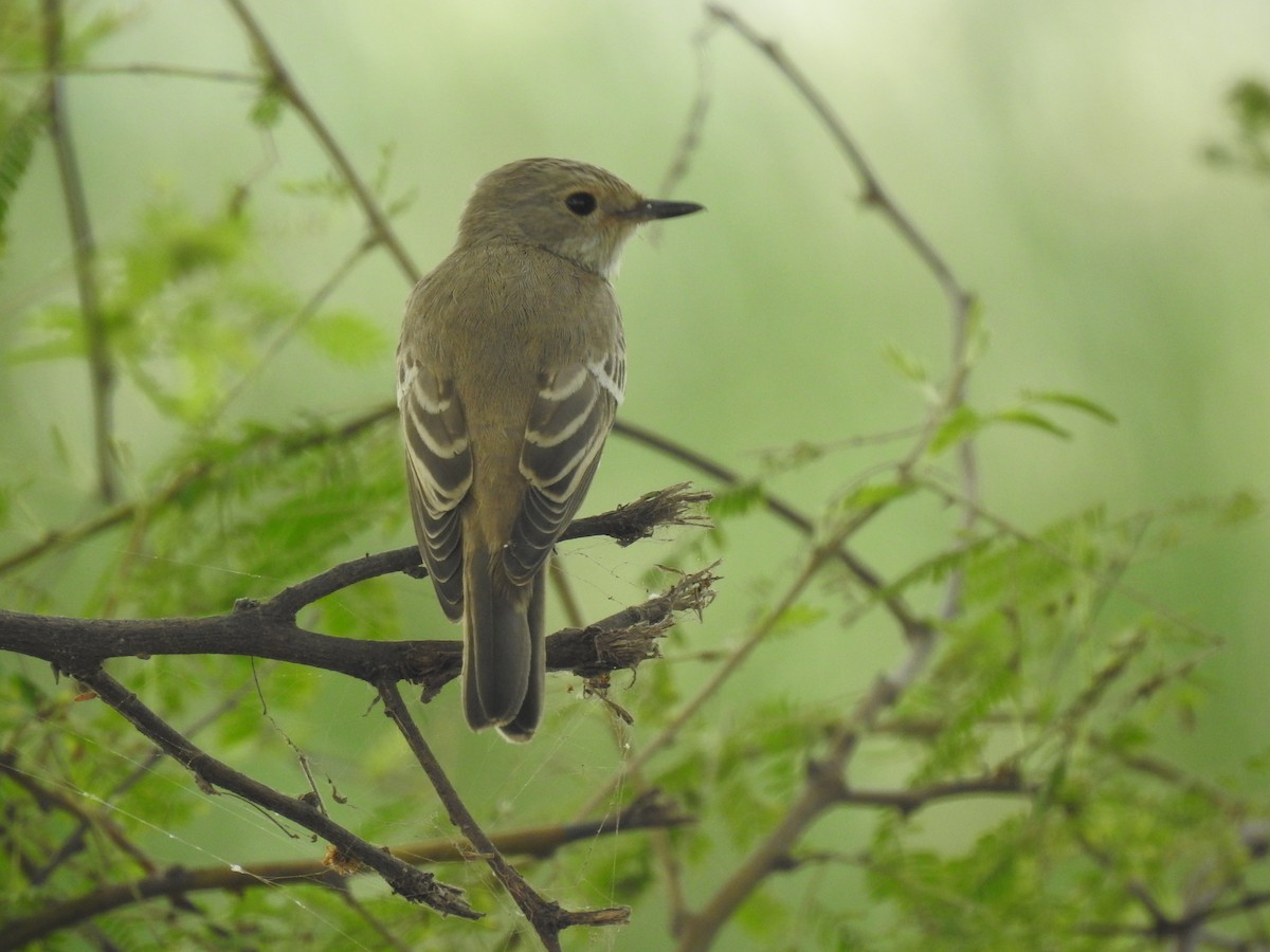 Spotted Flycatcher - Hemal Dangar ( gujarat forest )