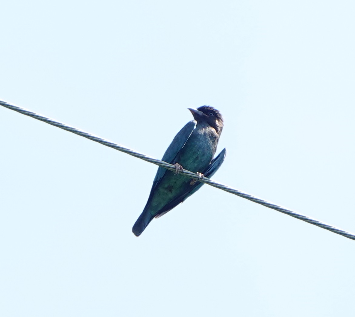 Dollarbird - ML608881018