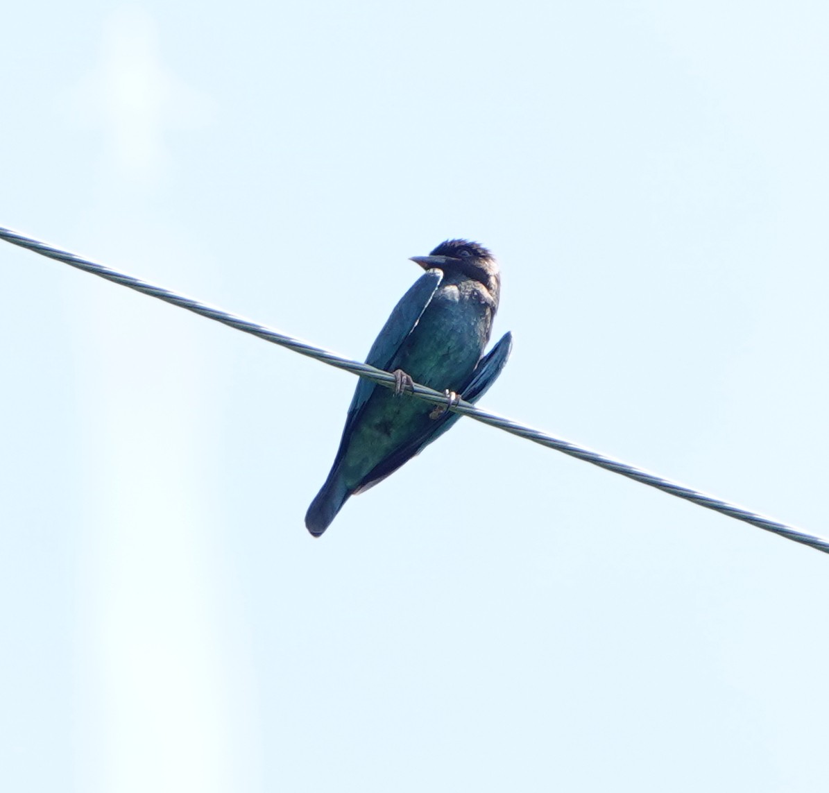 Dollarbird - ML608881019