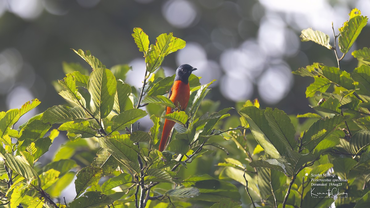 Scarlet Minivet - ML608881027