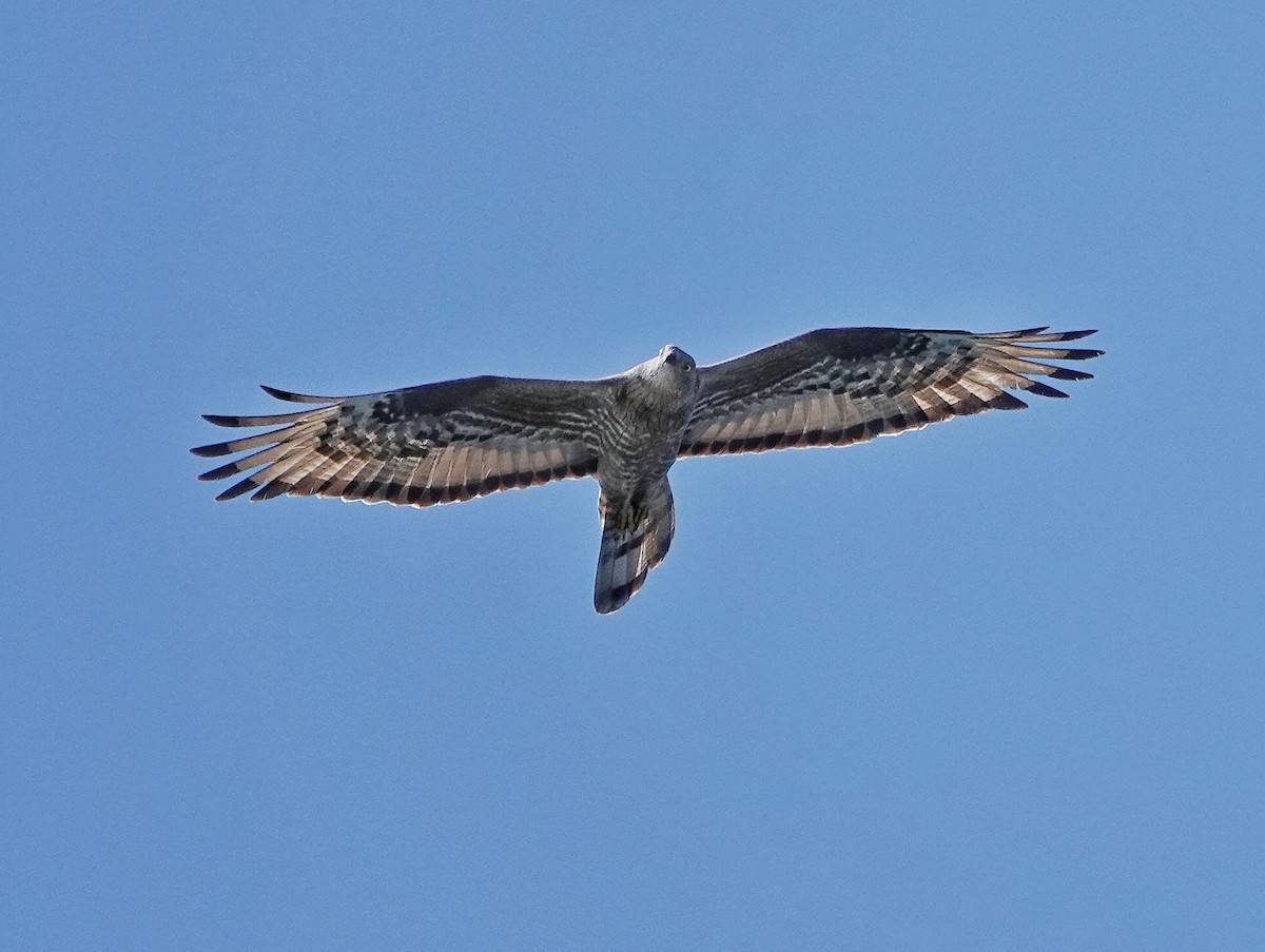 European Honey-buzzard - ML608881085