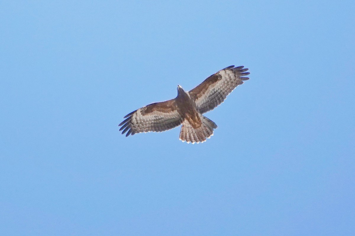 European Honey-buzzard - ML608881086