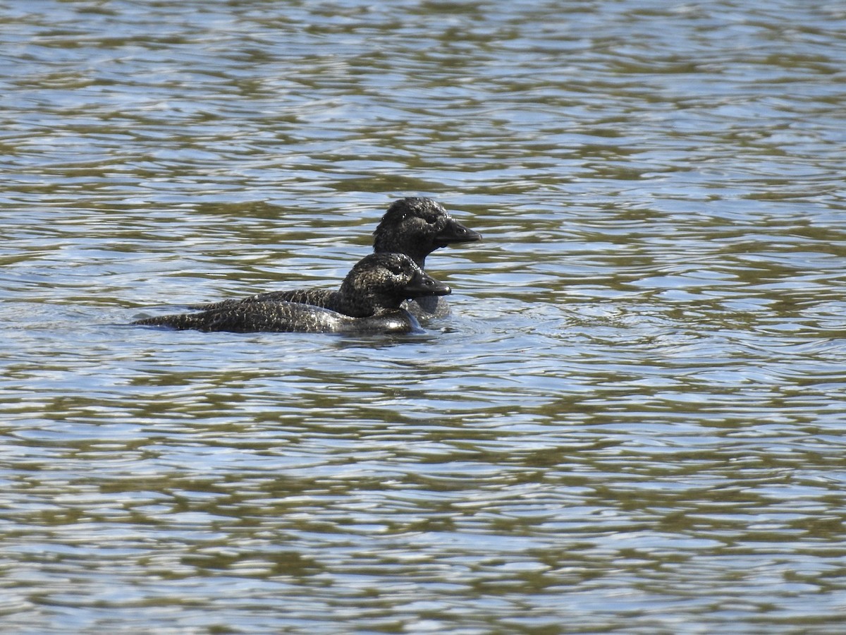 Musk Duck - ML608881247