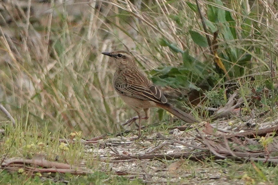 Rufous Songlark - ML608881334