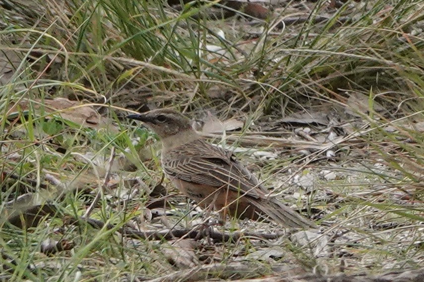 Rufous Songlark - ML608881336