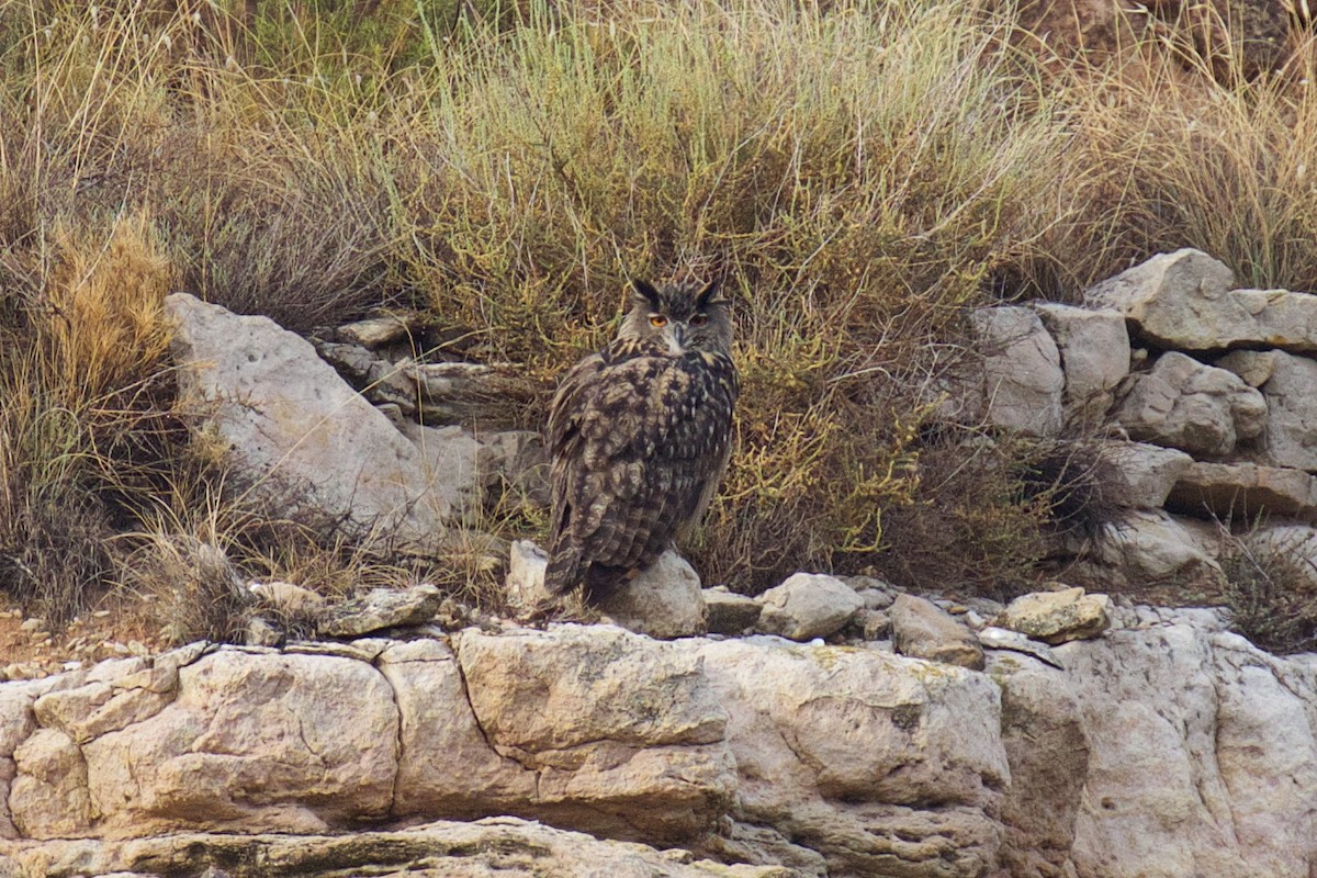 Eurasian Eagle-Owl - ML608881359