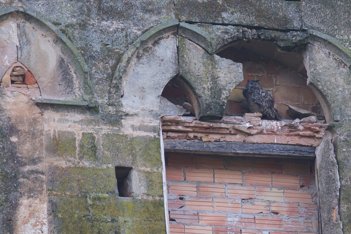 Eurasian Eagle-Owl - ML608881363