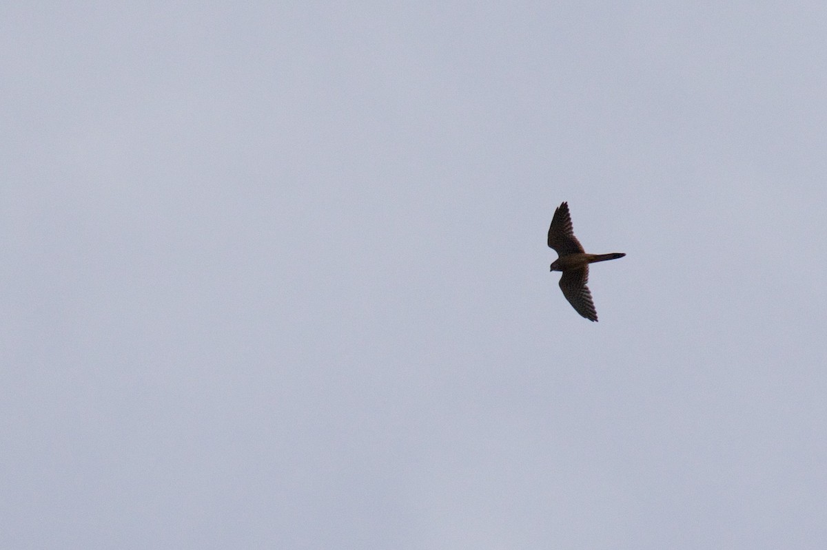 Eurasian Kestrel - Marc Gálvez