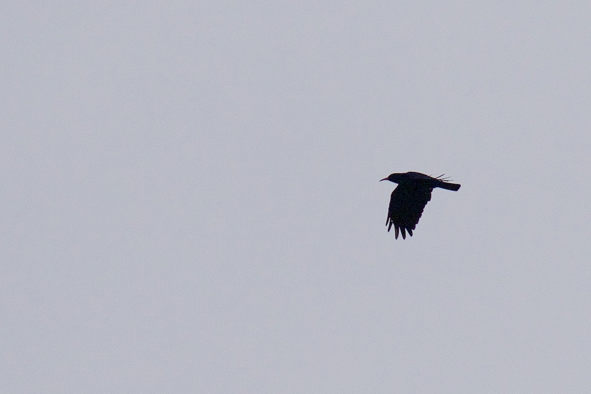 Red-billed Chough - ML608881366